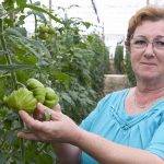 El tomate Dumas en los invernaderos de Almería es de fácil manejo y alta producción