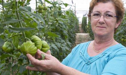 El tomate Dumas en los invernaderos de Almería es de fácil manejo y alta producción