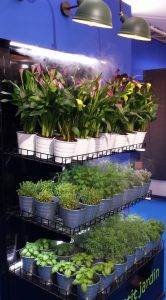 aromáticas humidificación