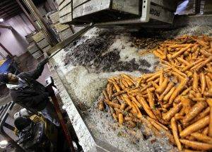 lavar zanahoria agua