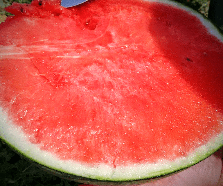 Elegir una sandía, cortarla para niños y una opción a invitados