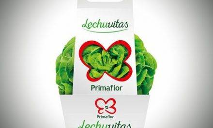 Lechuvitas, una forma de cultivar convertida en marca