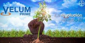 Velum Prime Bayer Anun