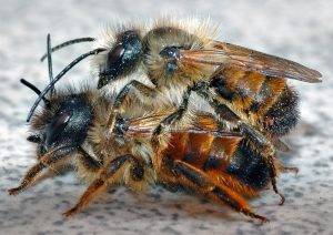 La Osmia rufa, en una imagen de André Karwath, disponible en la Wikipedia