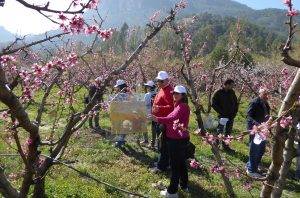 floracion-frutales