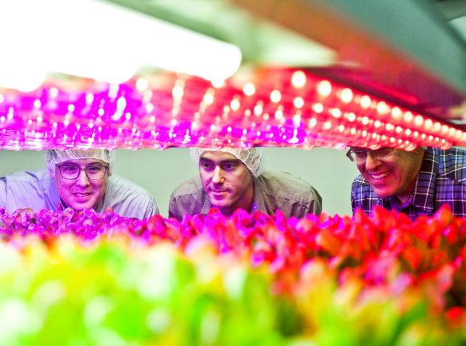 Las instalaciones de hidroponía vertical para producir vegetales son cada vez mayores