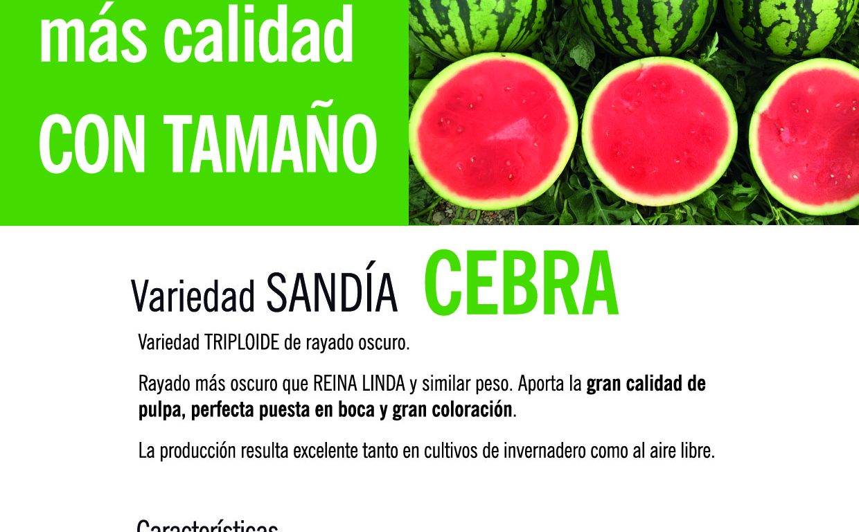 Variedades de sandías con muchos éxitos en Intersemillas