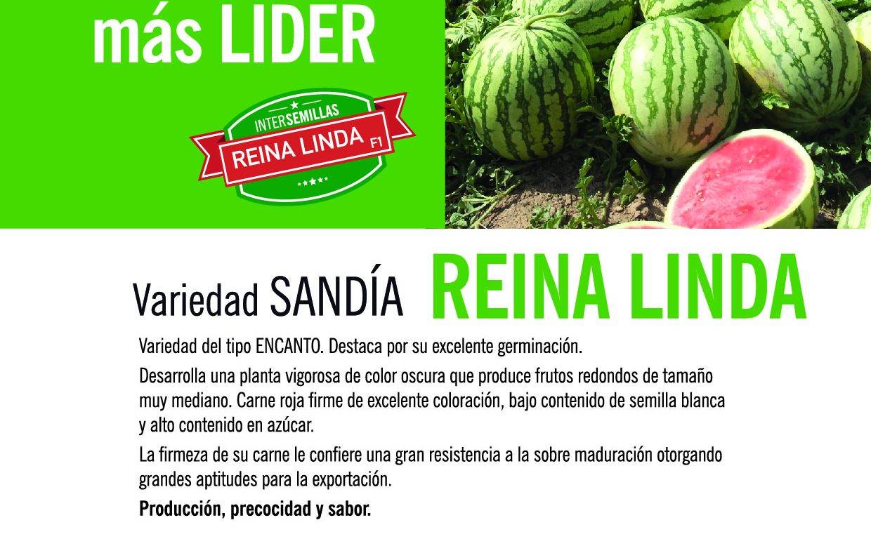 Variedades de sandías con muchos éxitos en Intersemillas