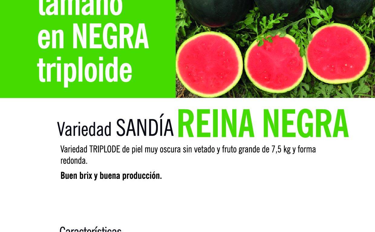 Variedades de sandías con muchos éxitos en Intersemillas