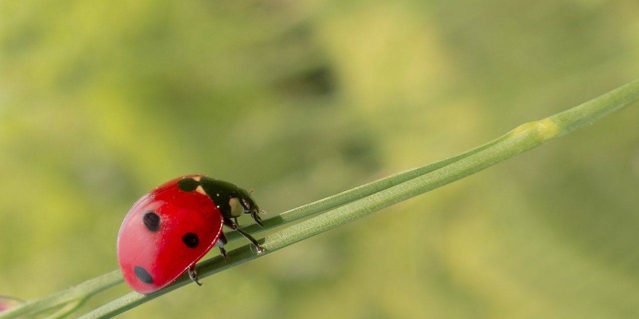 Crece la industria de los alimentos orgánicos en EE.UU