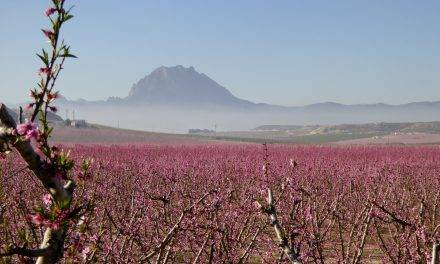 Las floraciones de las regiones frutícolas son un espectáculo visual y un turismo de cultura medioambiental