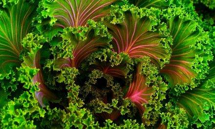 Kale, una col rizada en la cima