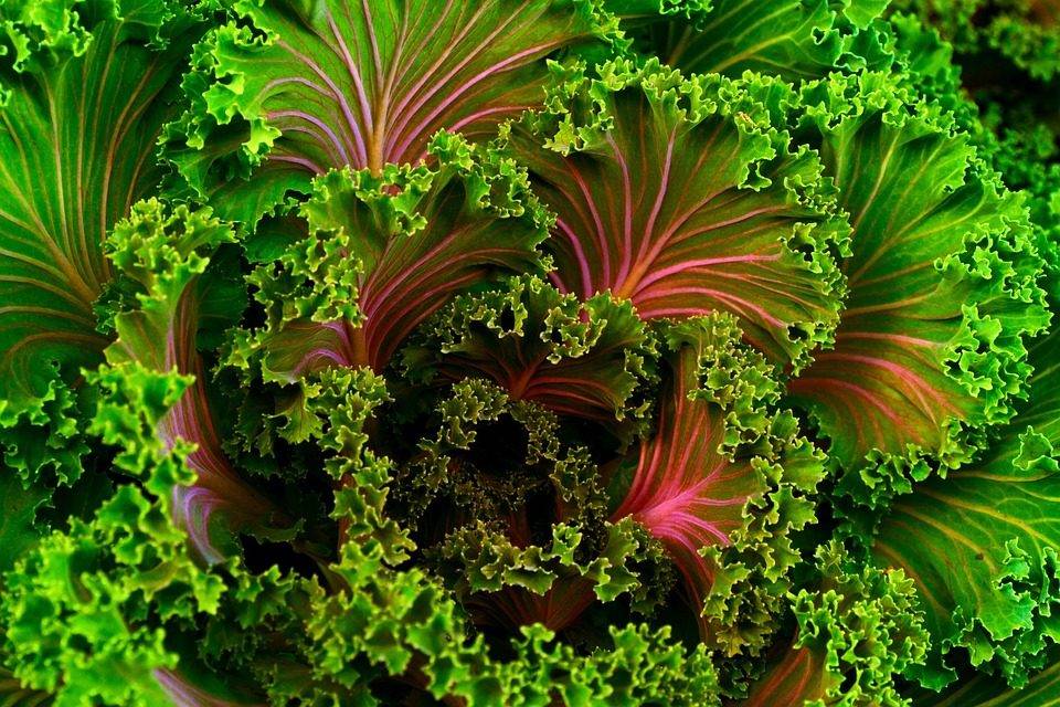Kale, una col rizada en la cima