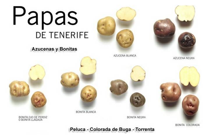 Investigación sobre la cebolla y patata en Canarias