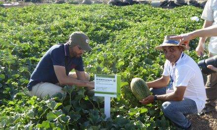 El juego varietal en los melones es un debate entre mejoradores, productores y consumidores