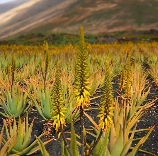 Las propiedades del Aloe vera comprobadas cientificamente