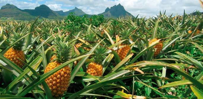 Variedades de Ananá que se ofertan en Argentina