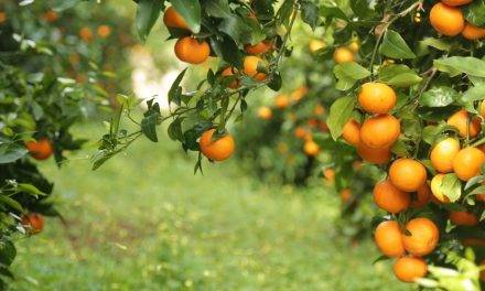 La mandarina Orri, la variedad mejor cotizada del mercado