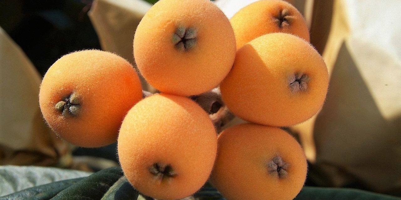 Nísperos, la primera fruta de árbol de la temporada