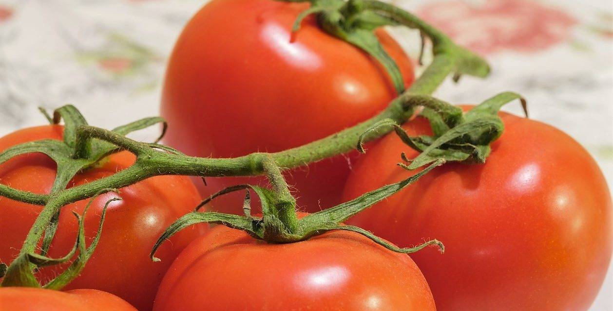 El tomate, una “bomba” de salud, dicen en Vegacañada