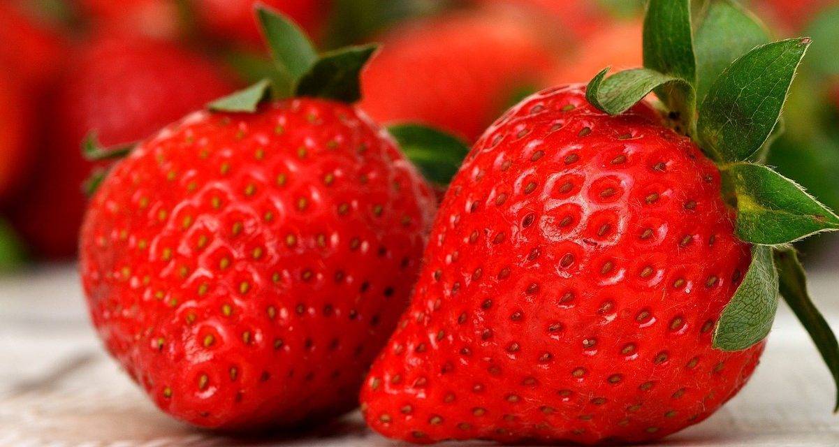 Las fresas anuncian la primavera